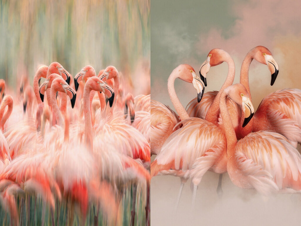 Grupo de flamingos juntos — design completo