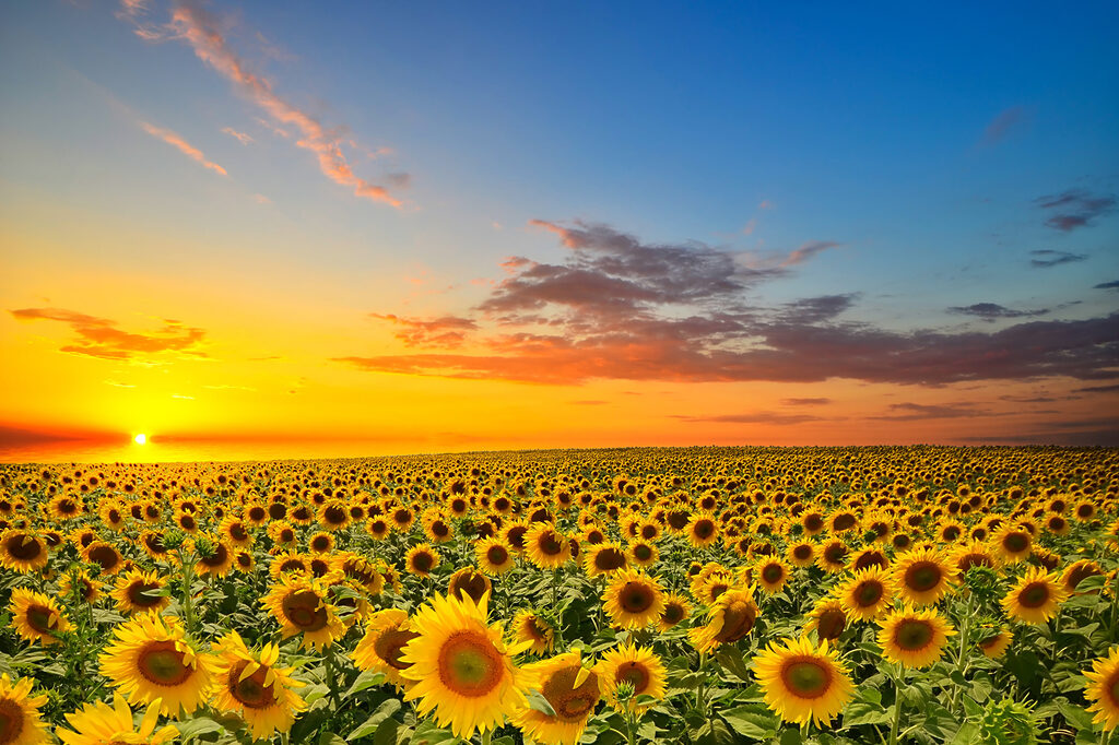 Girassóis ao entardecer — design completo