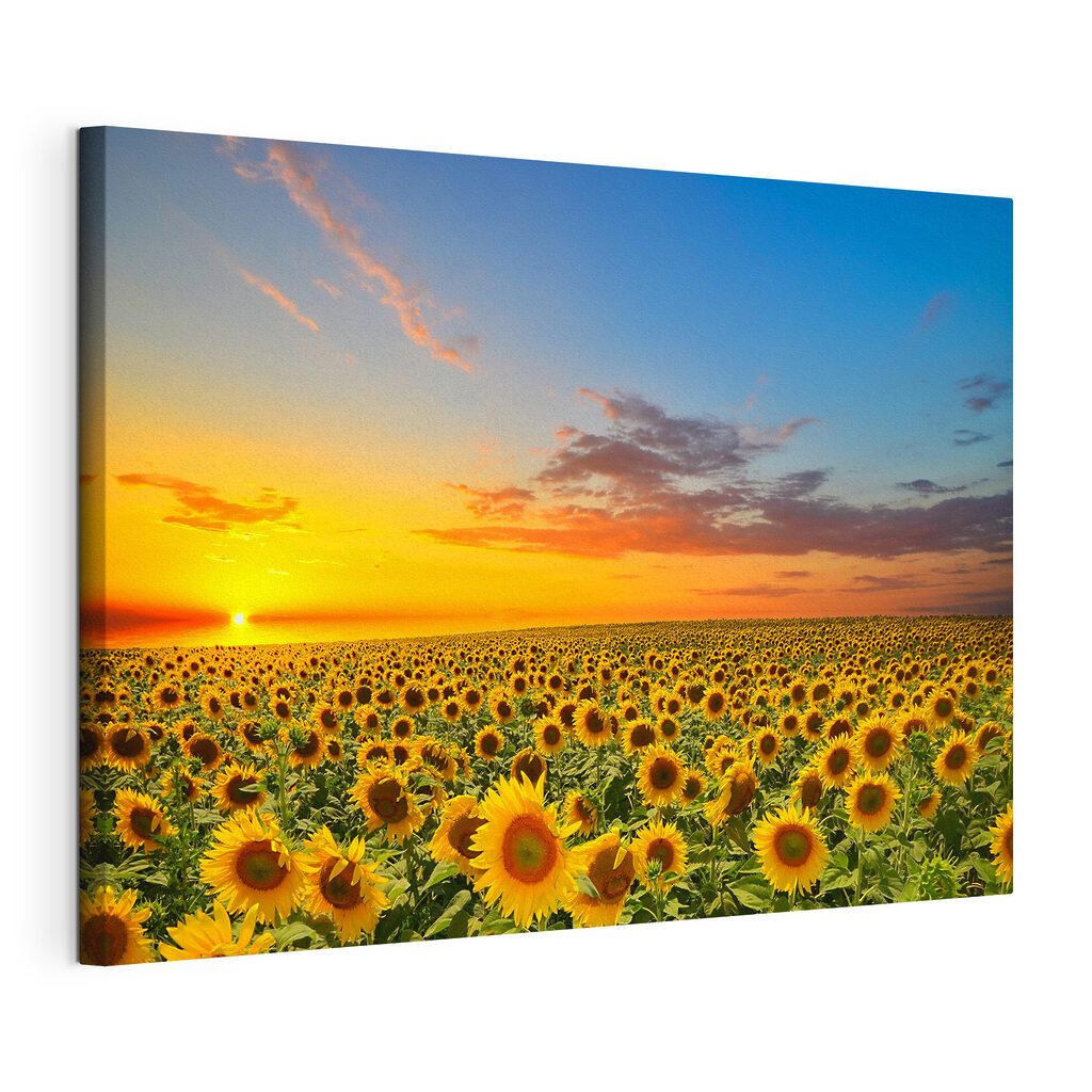 Girassóis ao entardecer — vista do produto