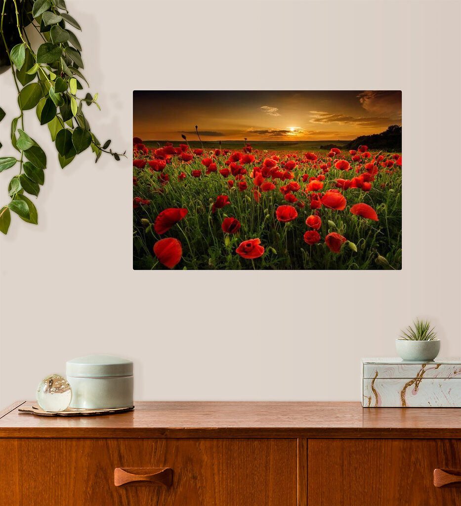 Papoilas ao entardecer — interior 1