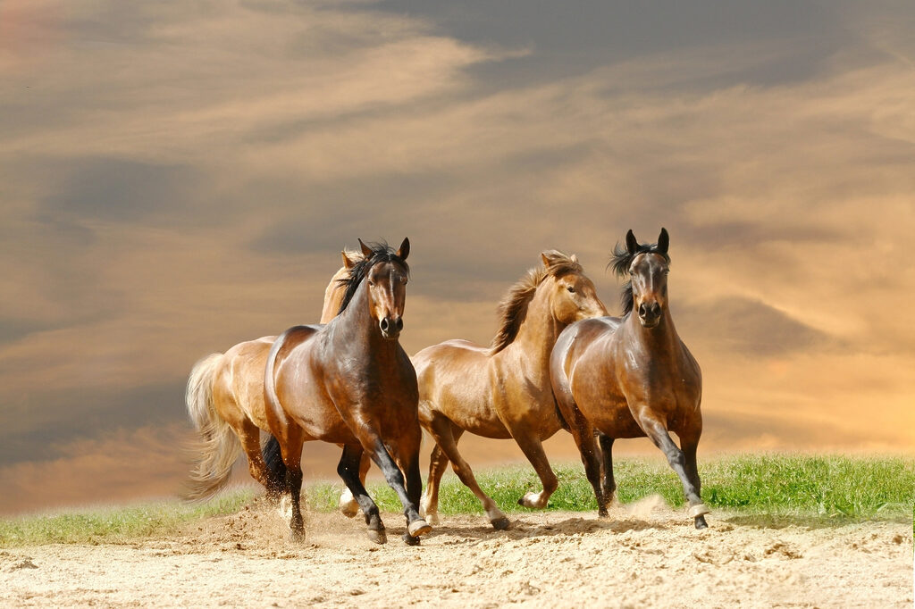 Cavalos ao vento — design completo