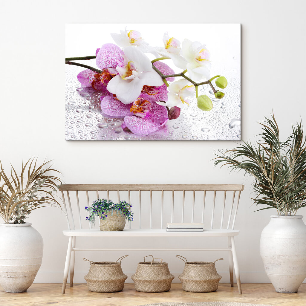 Orquídeas com orvalho — interior 5