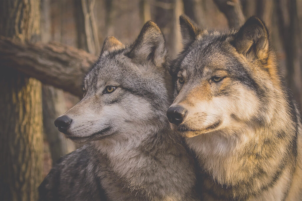 Lobos no bosque — design completo