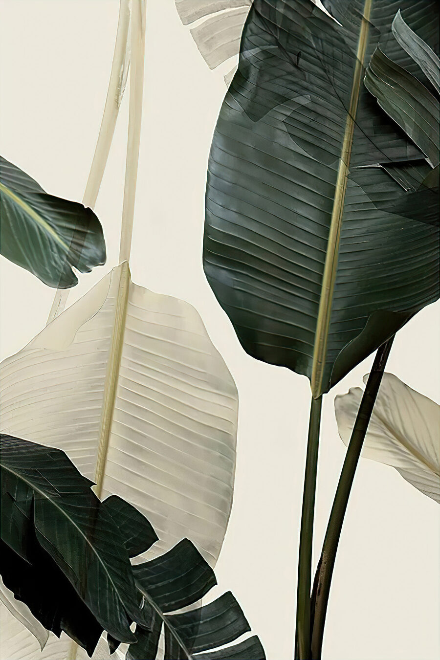Folhas tropicais em contraste — design completo