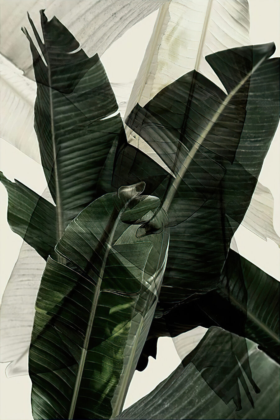 Entre folhas tropicais — design completo