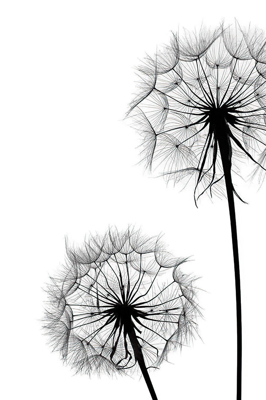Penugem sobre branco — design completo