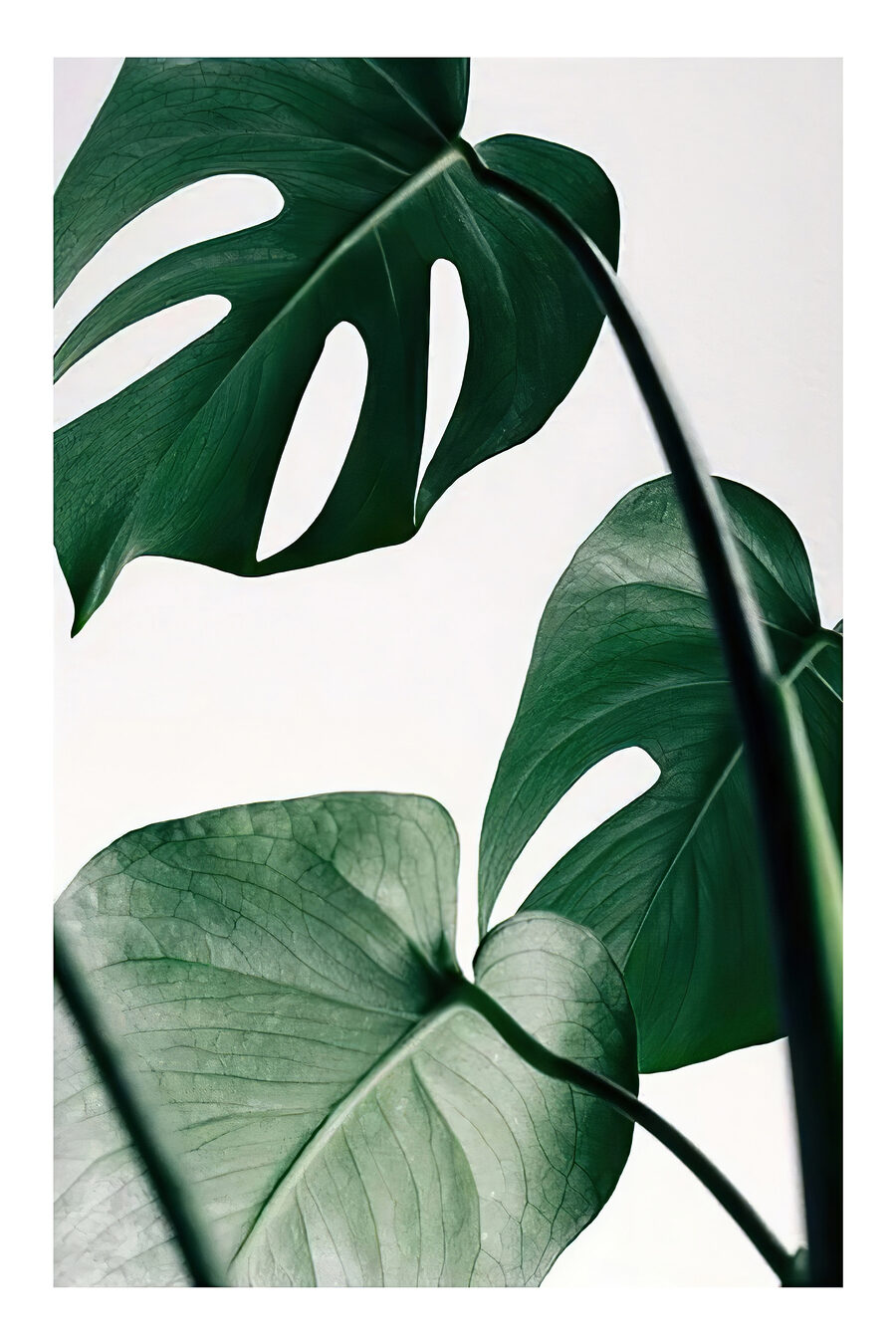 Monstera em fundo claro — design completo