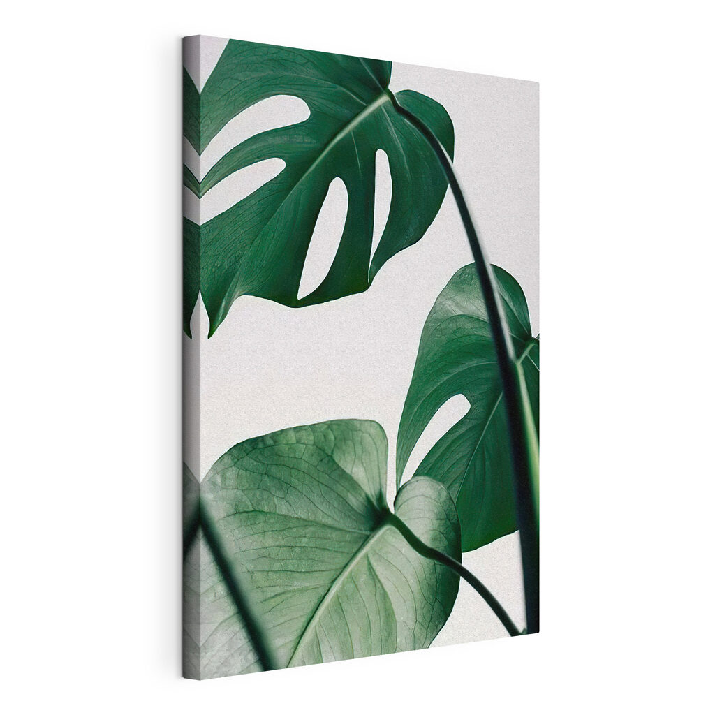 Monstera em fundo claro, tela esticada e borda contínua