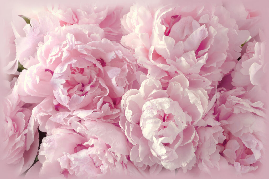 Peónias cor-de-rosa de perto — design completo