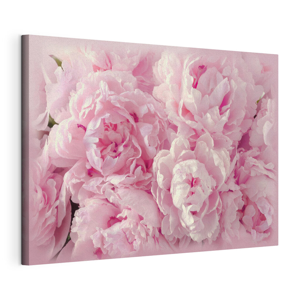 Peónias cor-de-rosa de perto, tela esticada e borda contínua