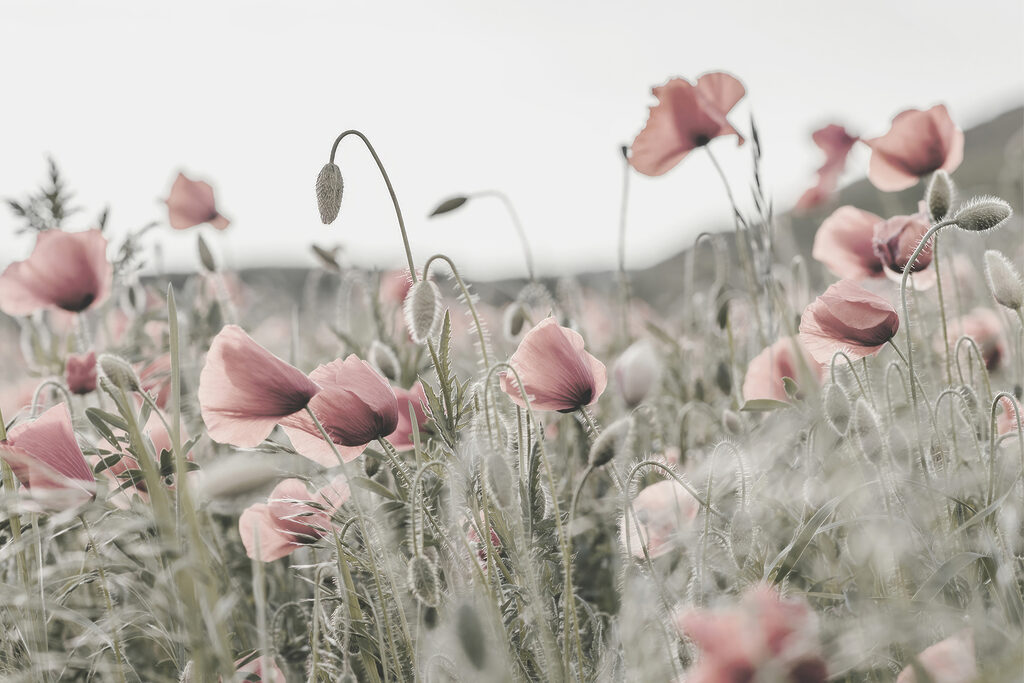 Papoilas em rosa sereno — design completo