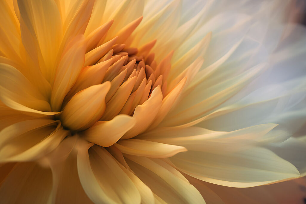 Flor de centro amarelo — design completo