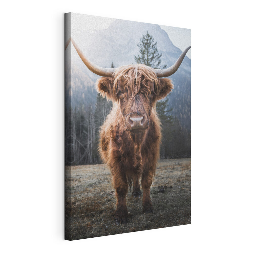 Vaca das terras altas, tela esticada e borda contínua