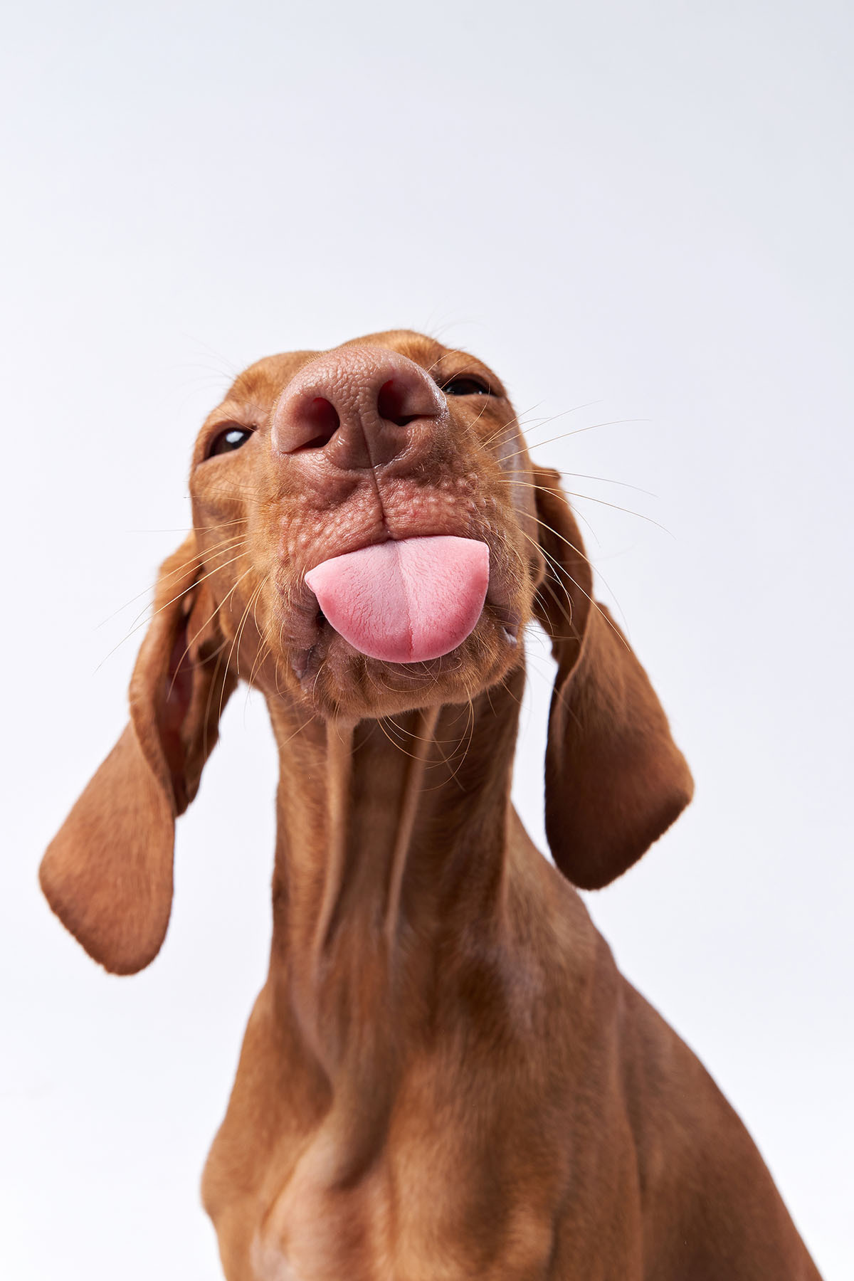 Cão de língua pendente — design completo