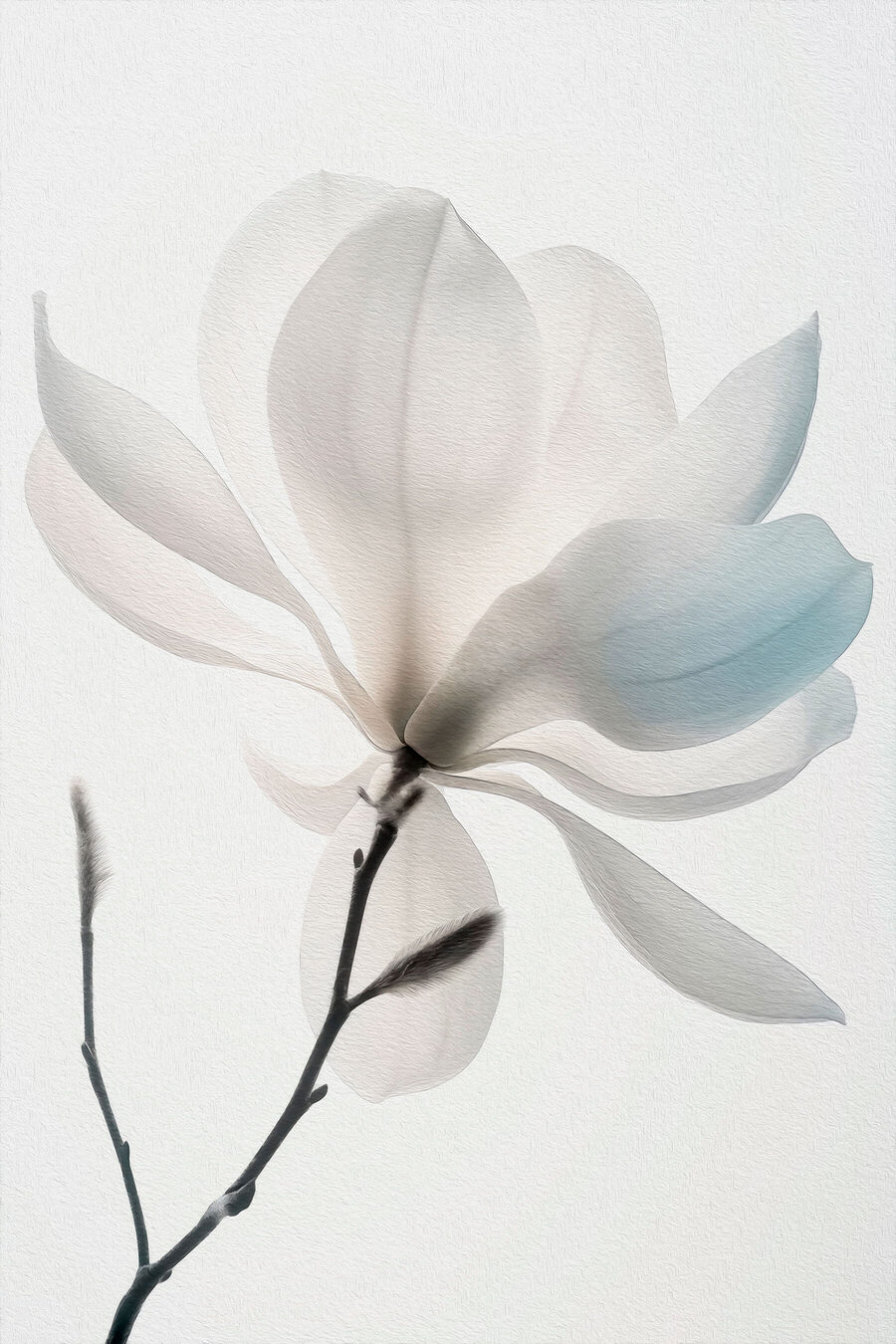 Magnólia branca em flor — design completo