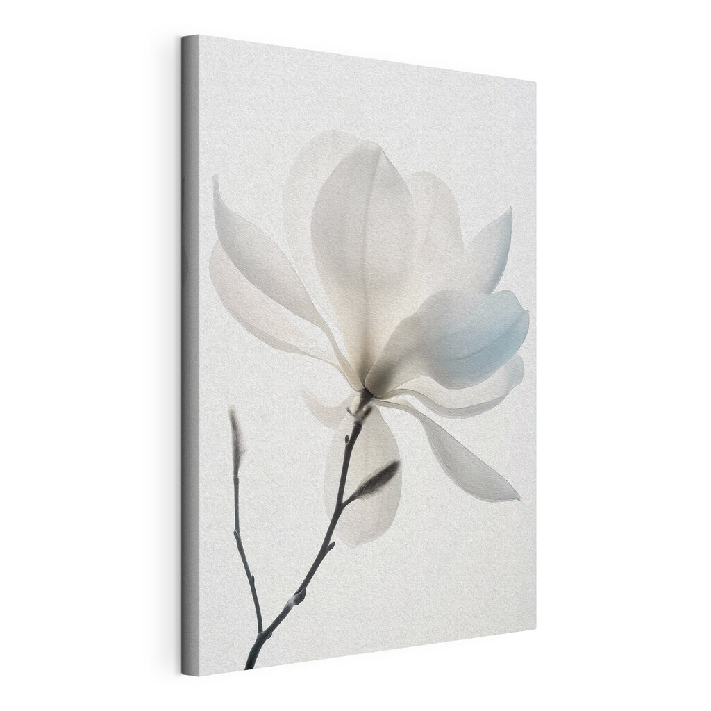 Magnólia branca em flor — vista do produto