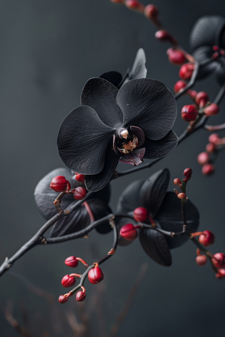 Orquídea preta com bagas — design completo