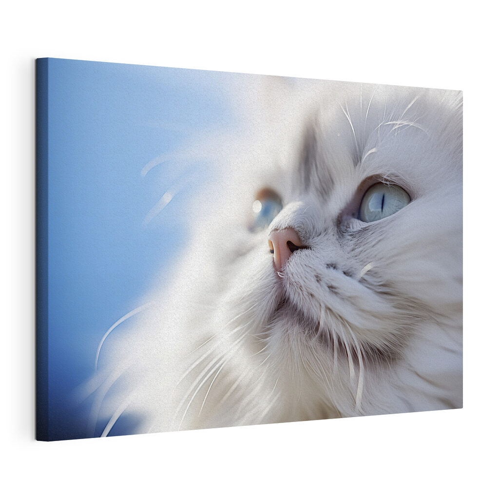 Olhar de gato branco, tela esticada e borda contínua