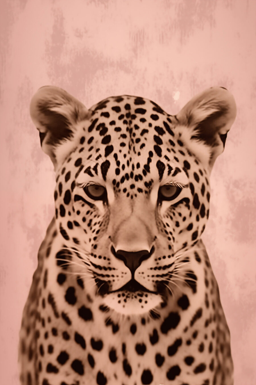 Leopardo sobre rosa quente — design completo