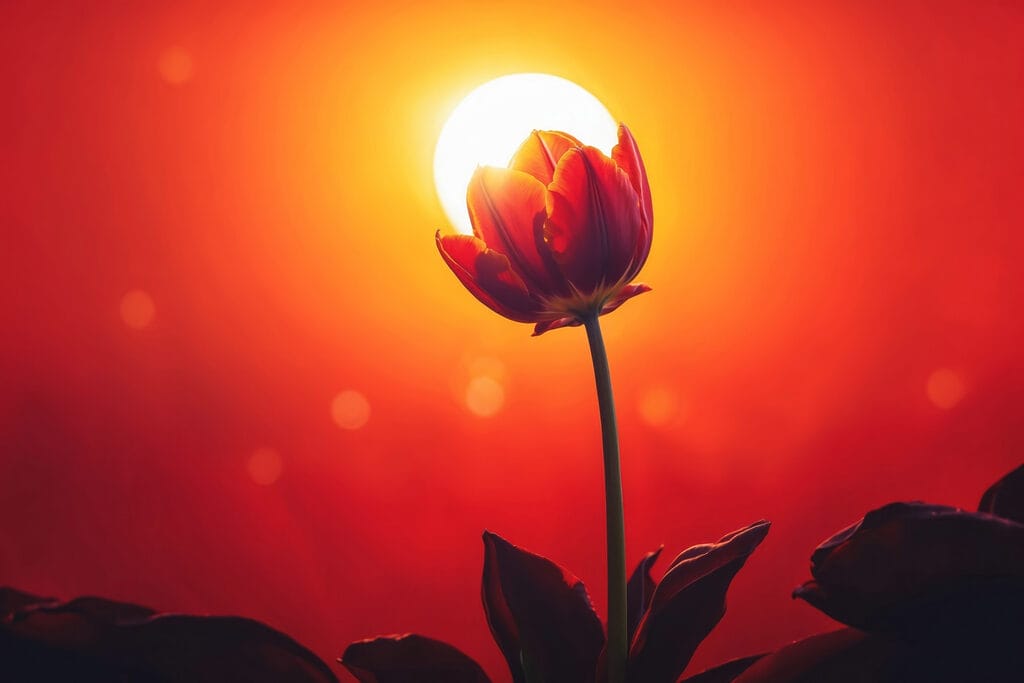Tulipa contra o sol — design completo