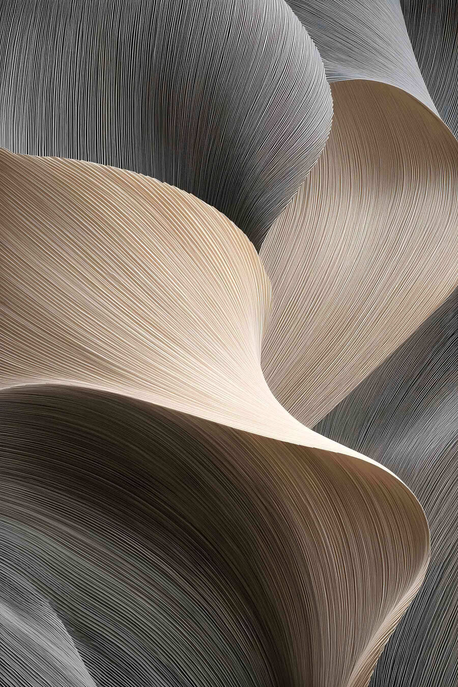 Leques sobre antracite — design completo
