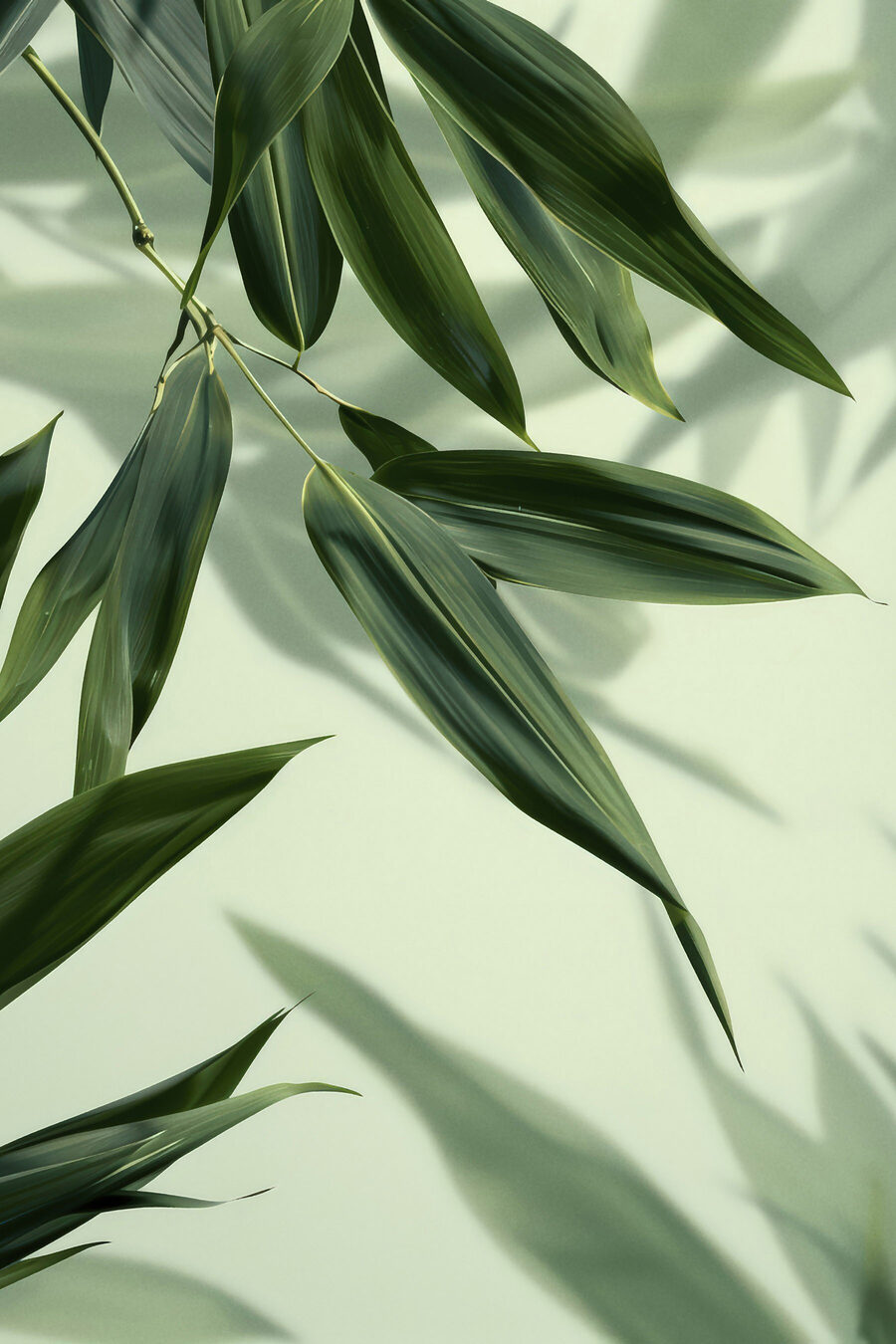 Bambu à contraluz — design completo