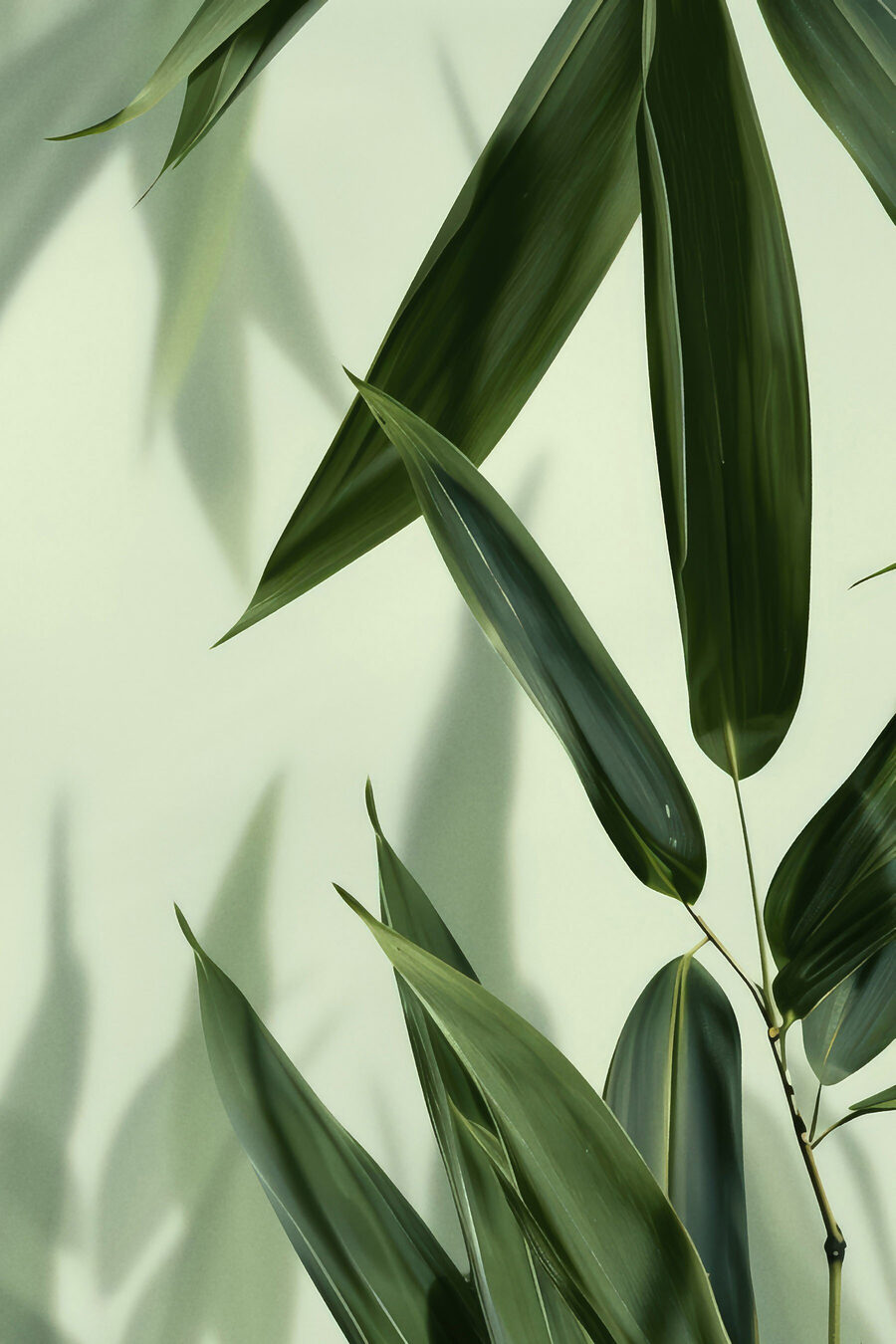Bambu em verde fresco — design completo