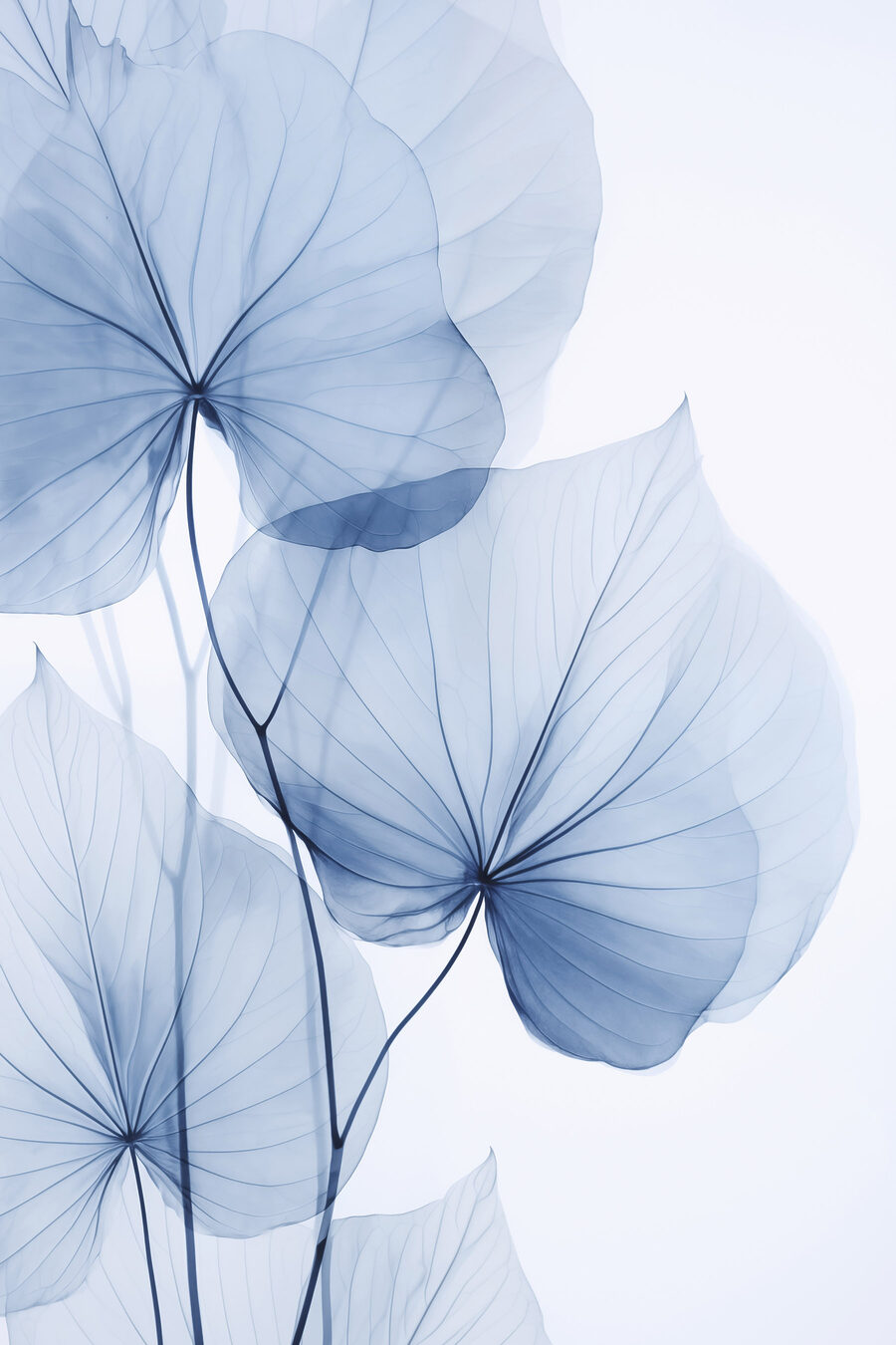 Folhas azuis sobre branco — design completo