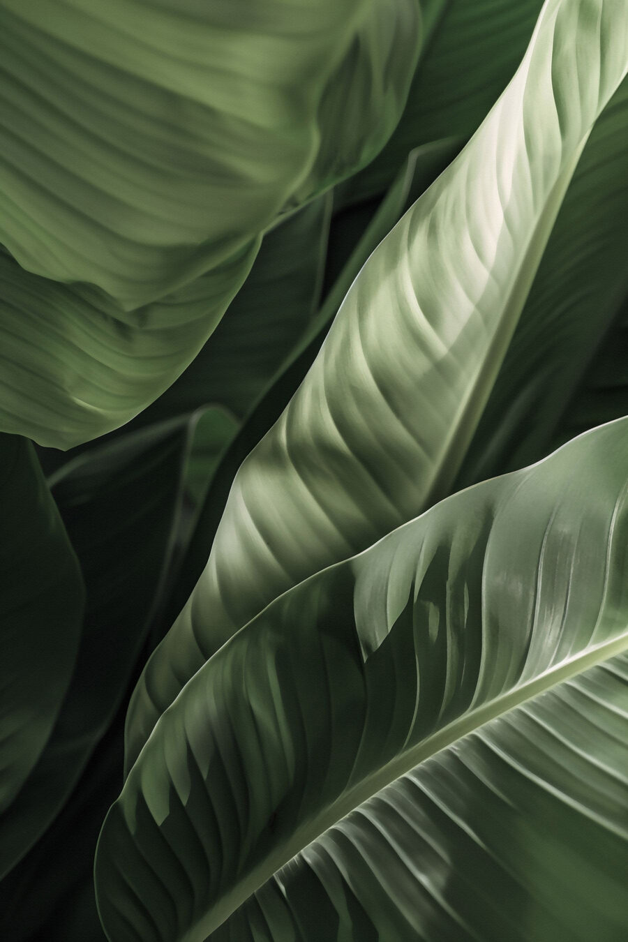 Folhas com nervuras claras — design completo