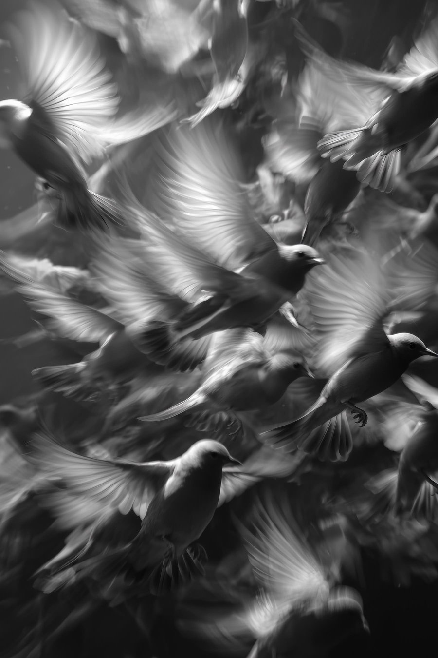 Aves em movimento — design completo