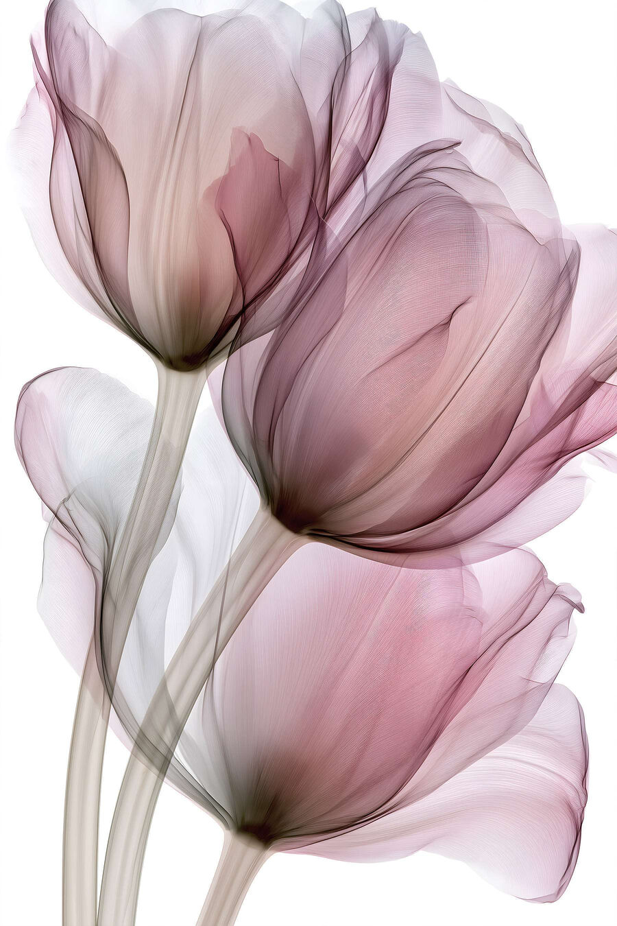 Três tulipas em malva — design completo