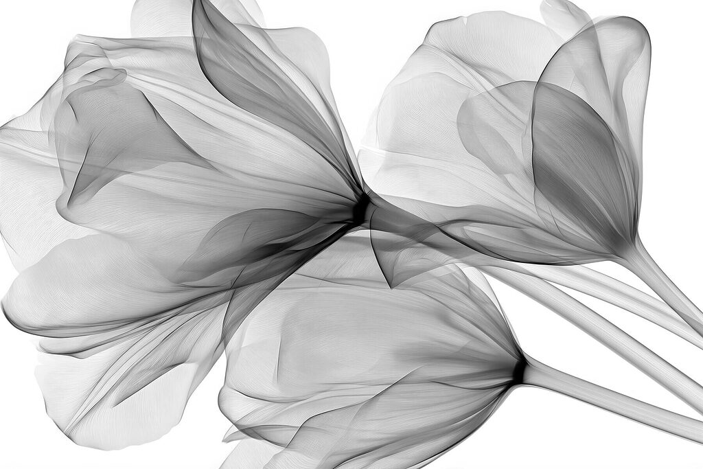 Tulipas cinzentas translúcidas — design completo