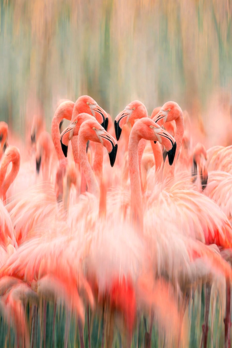 Bando de flamingos esbatido — design completo