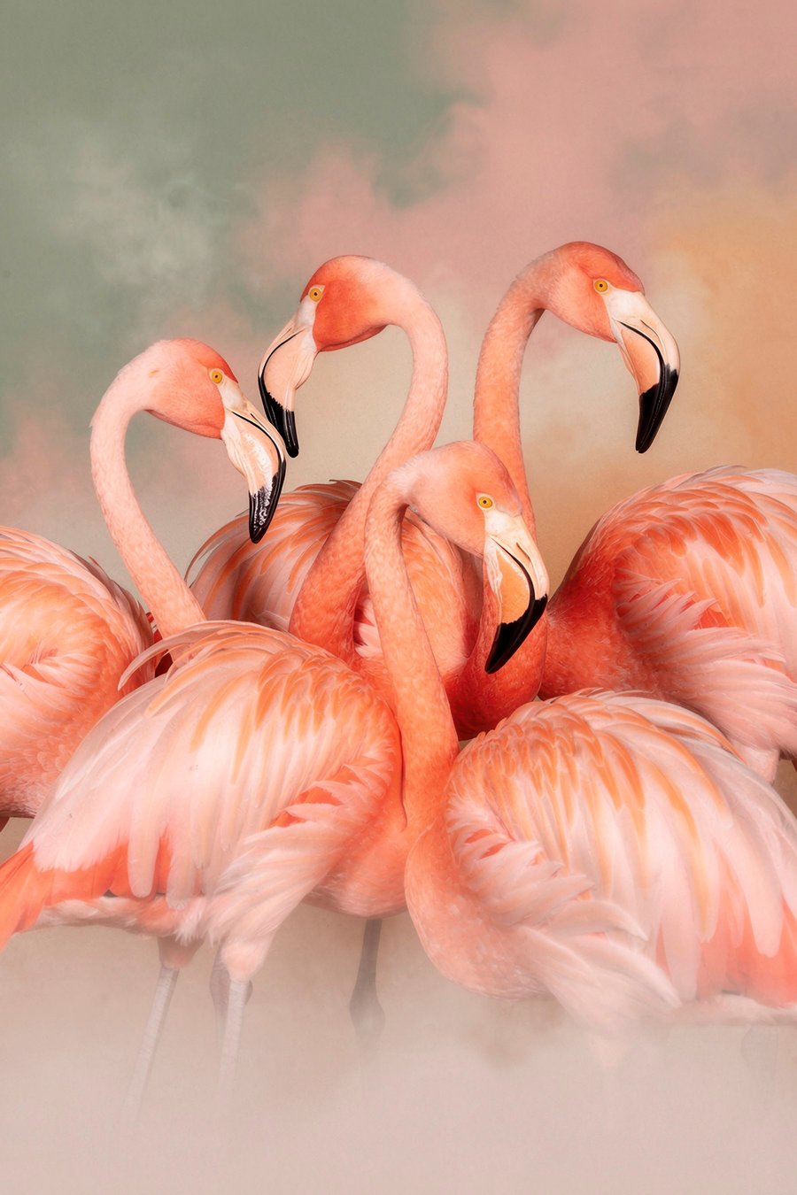 Flamingos cor-de-rosa em pastel — design completo