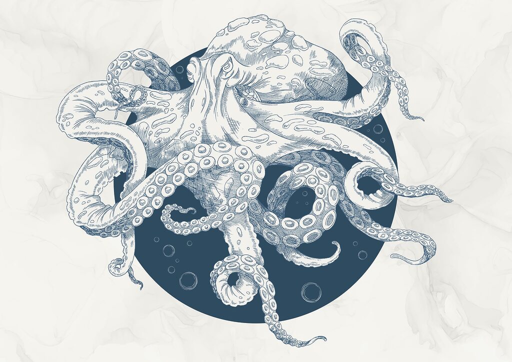 Polvo com espirais — design completo