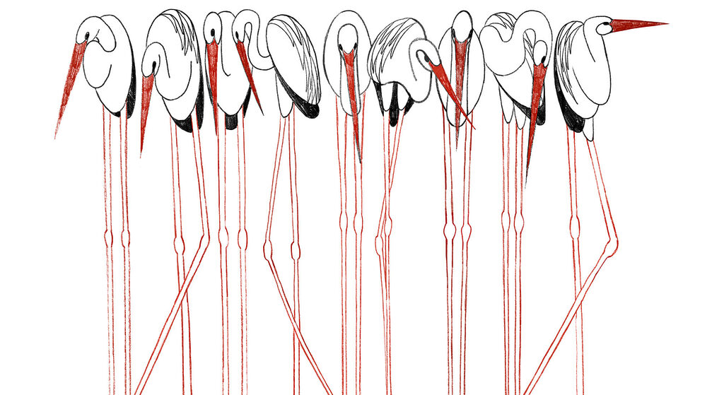 Aves em pernas vermelhas — design completo