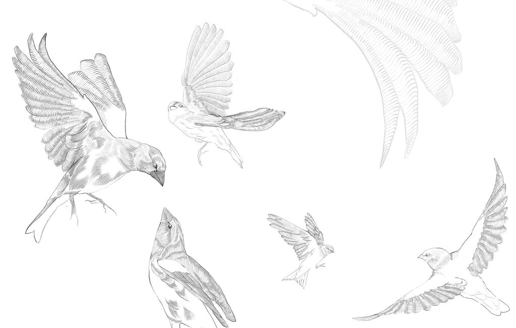 Aves voadoras a lápis — design completo