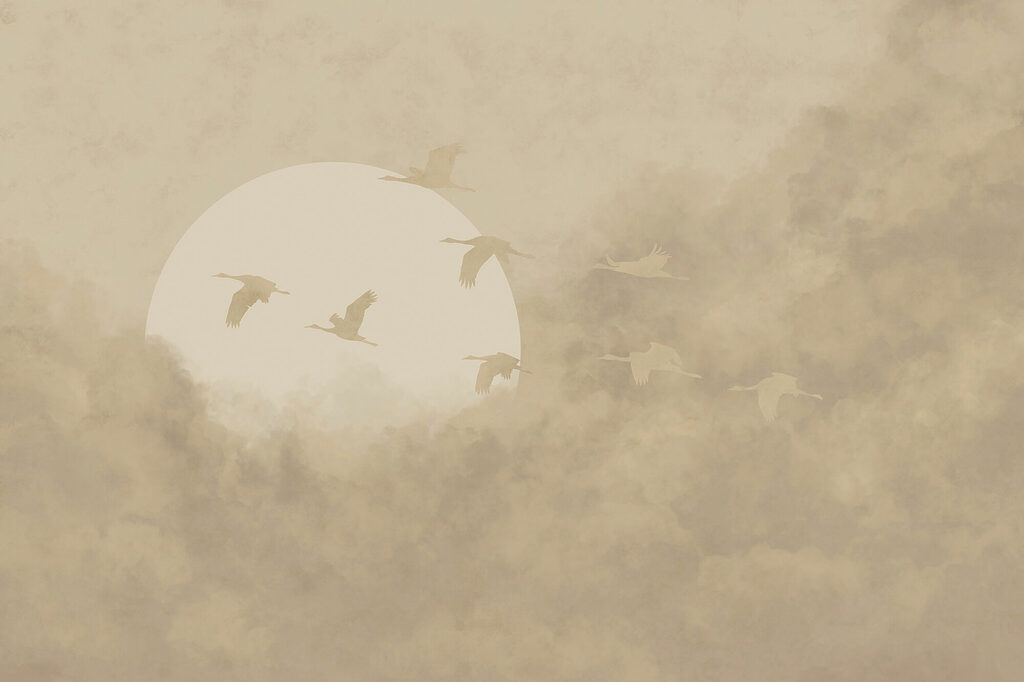 Aves diante do sol — design completo