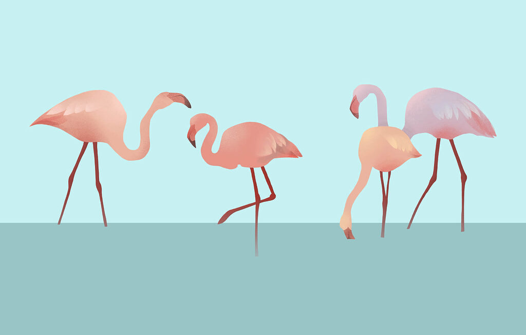 Flamingos em turquesa — design completo