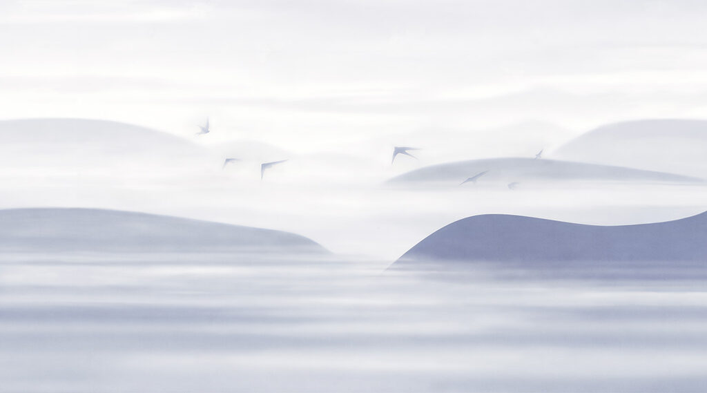 Aves sobre dunas silenciosas — design completo