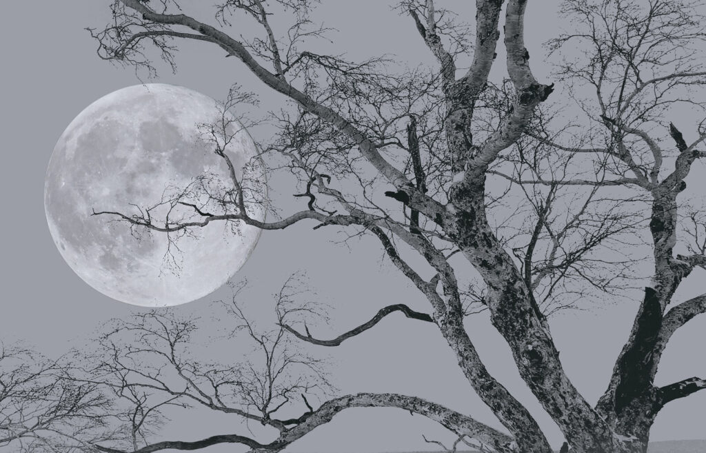 Lua entre ramos nus — design completo