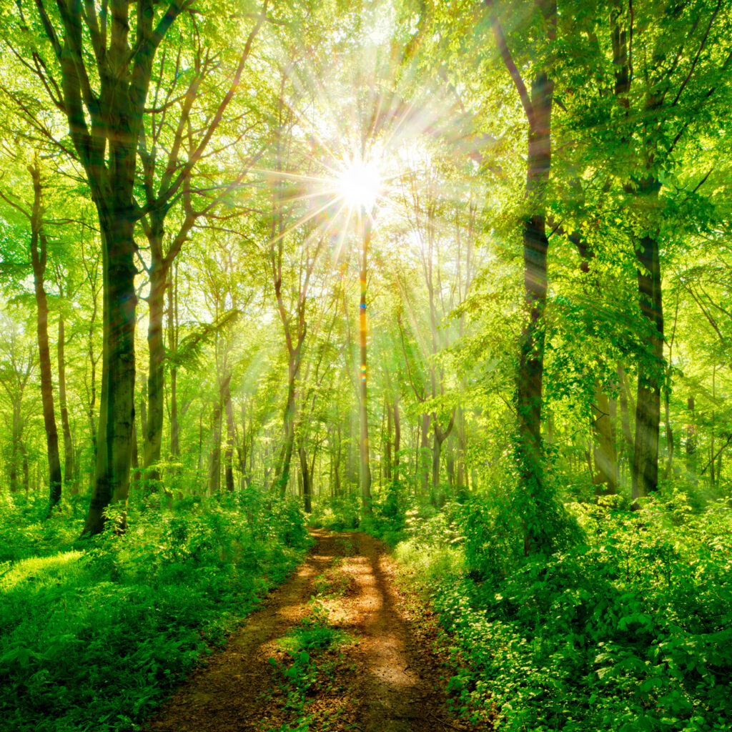 Trilho luminoso no bosque — design completo