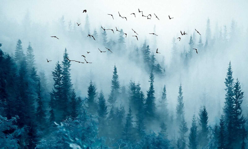 Voo sobre bosque azul — design completo