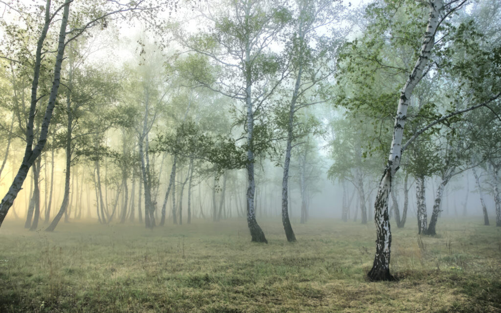 Bosque de bétulas — design completo