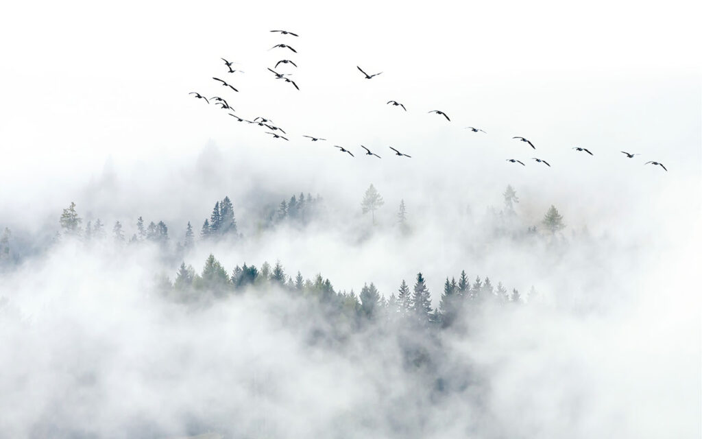 Bosque entre nuvens brancas — design completo