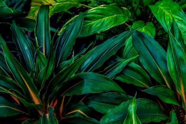 Folhas verde-escuras sobrepostas — design completo