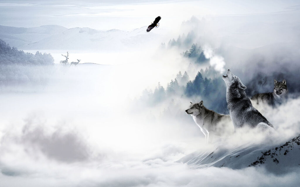 Lobos em vales brancos — design completo