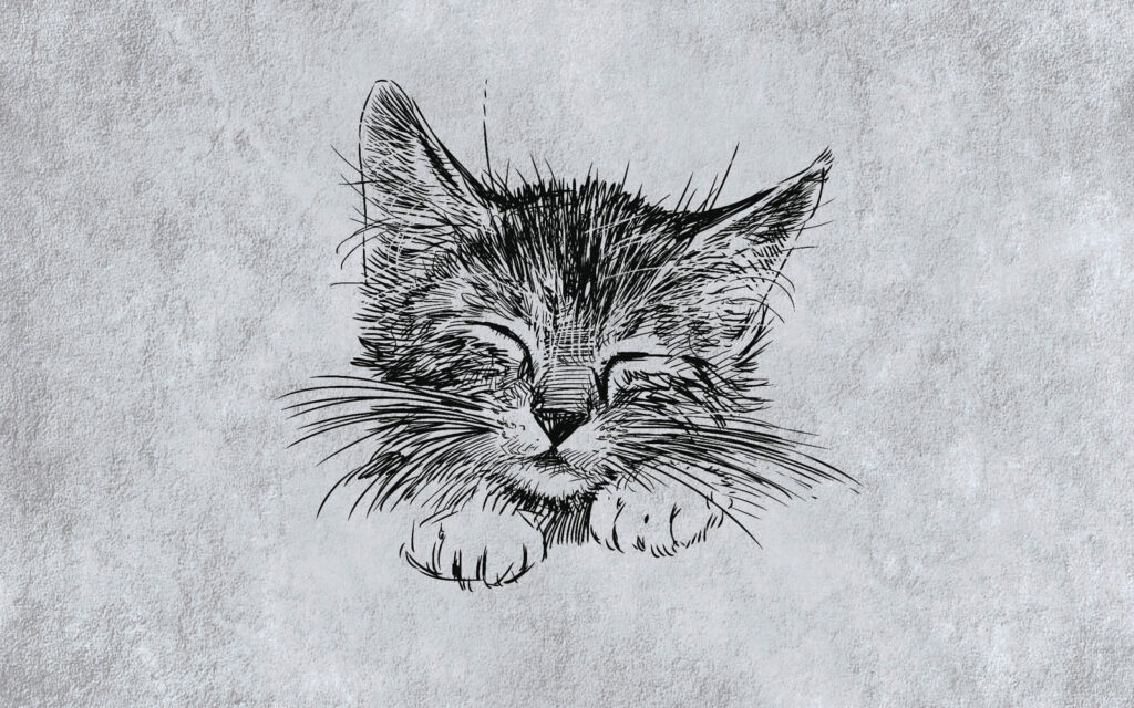 Gato sonolento — design completo