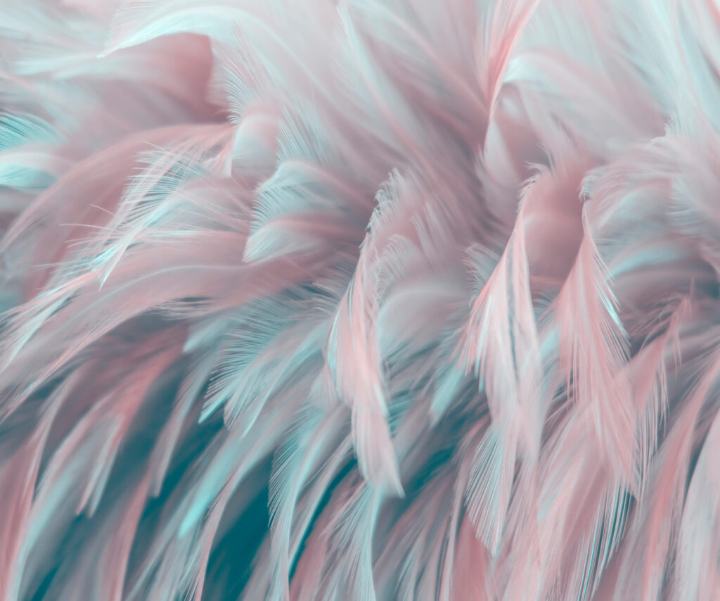 Penas rosa e turquesa — design completo