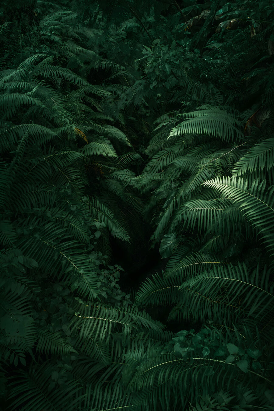 Fundo verde entre fetos — design completo